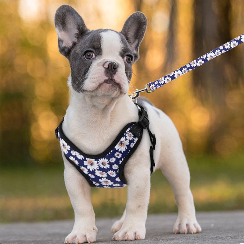 Small Dog Harness and Leash Set - Hiphoppet